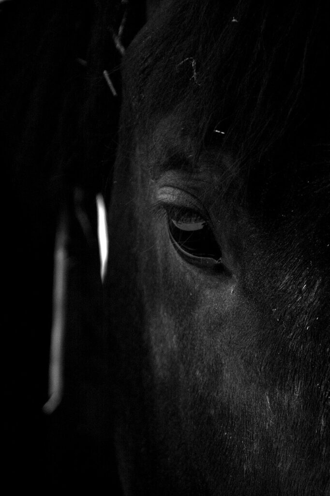 A black horse with black eyes