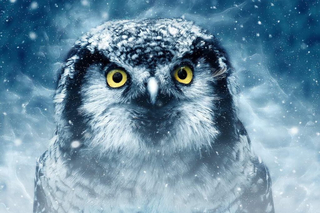 A snowy owl with yellow eyes looking at the camera