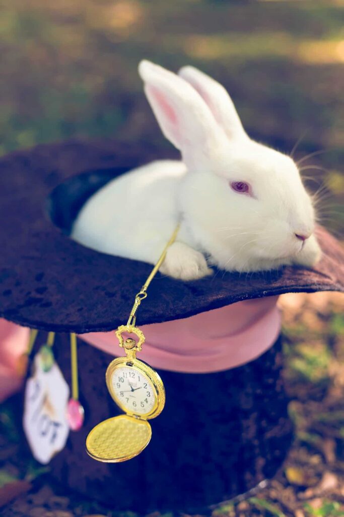 A white rabbit in a magician's hat