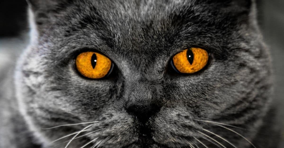 Amber eyes symbolism - A cat with amber eyes
