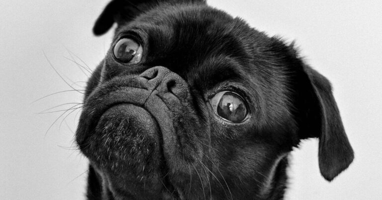 Black eyes symbolism - A pug with black eyes