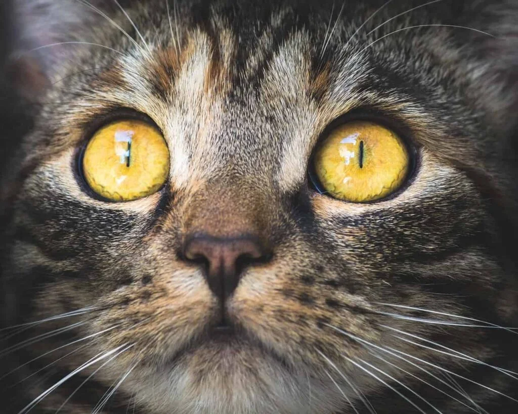 Cat with yellow eyes looking at the camera