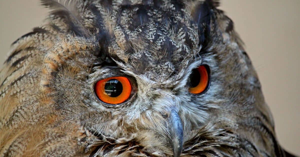 Red eyes symbolism - An owl with red eyes