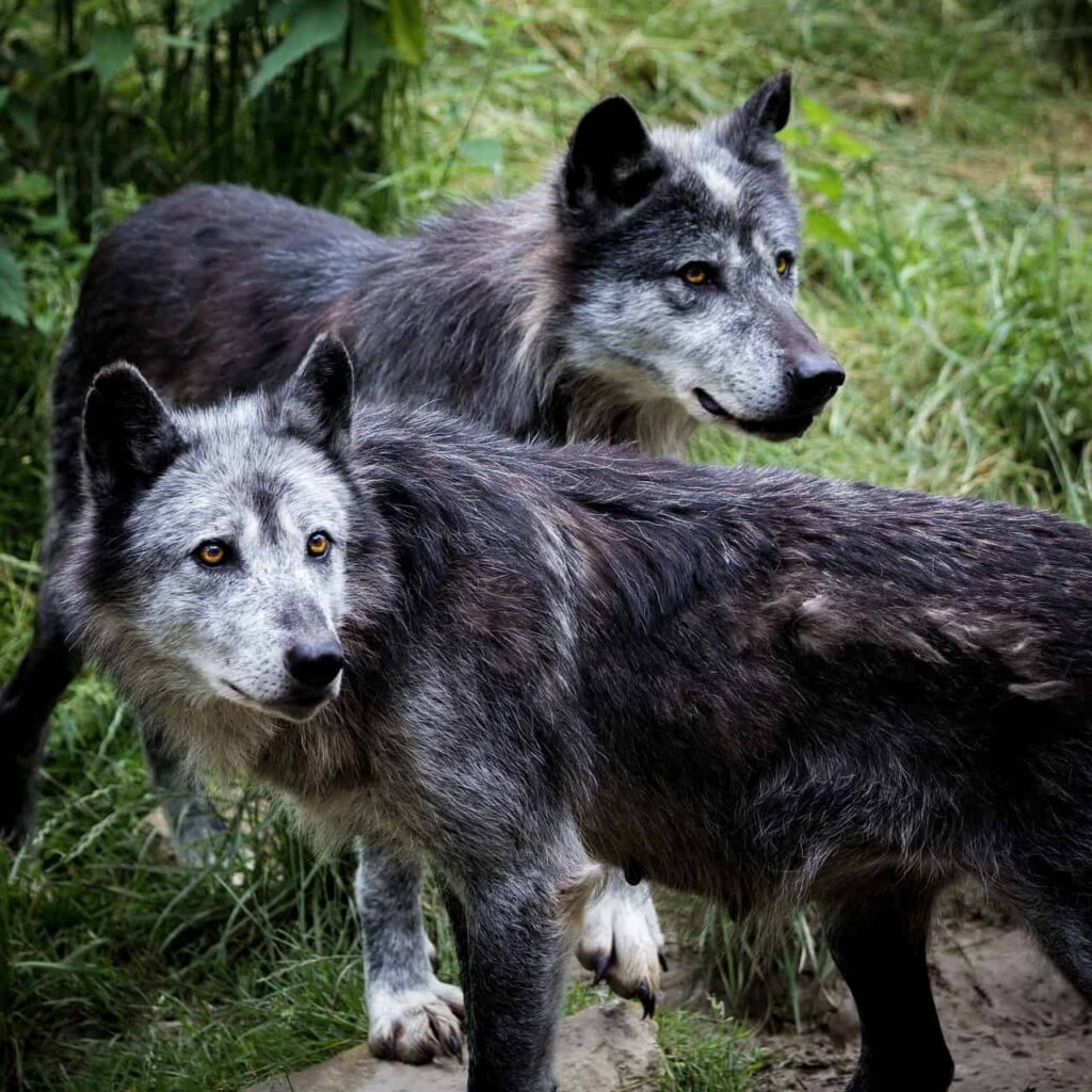 Two black wolves with red eyes