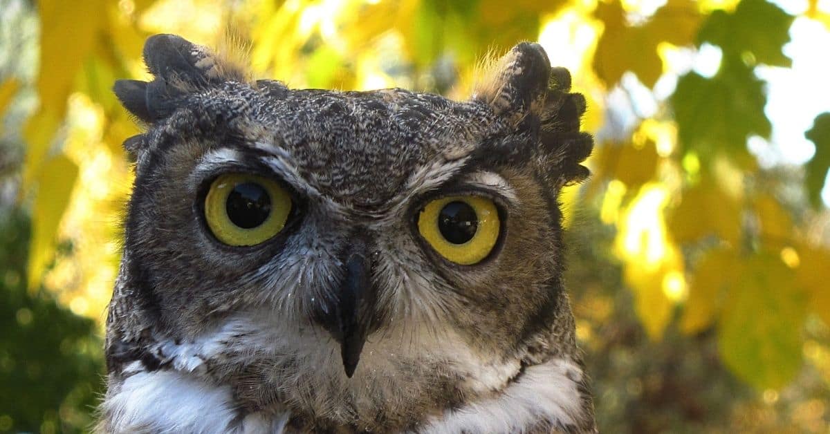 Yellow eyes symbolism - An owl with yellow eyes looking at the camera