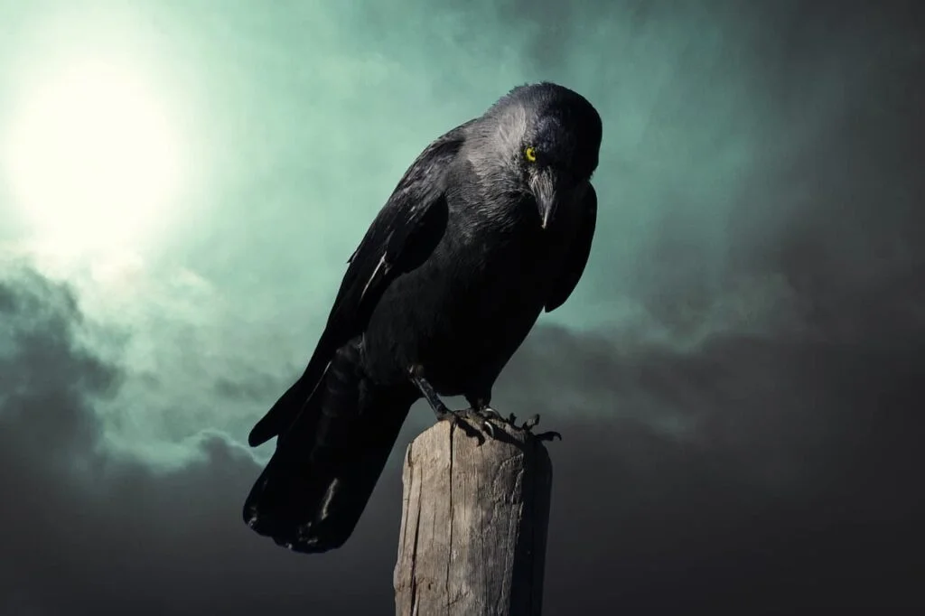 A crow with green eyes