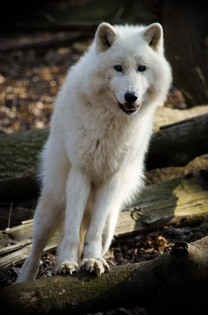 A white wolf with blue eyes
