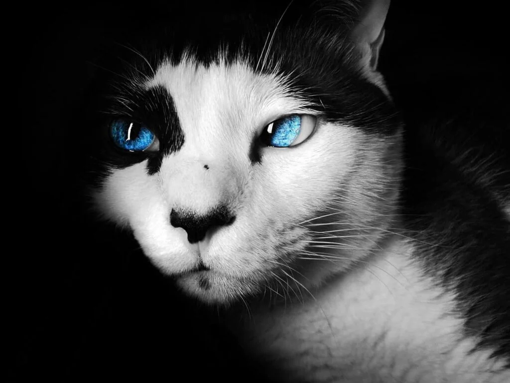 Black and white cat with blue eyes