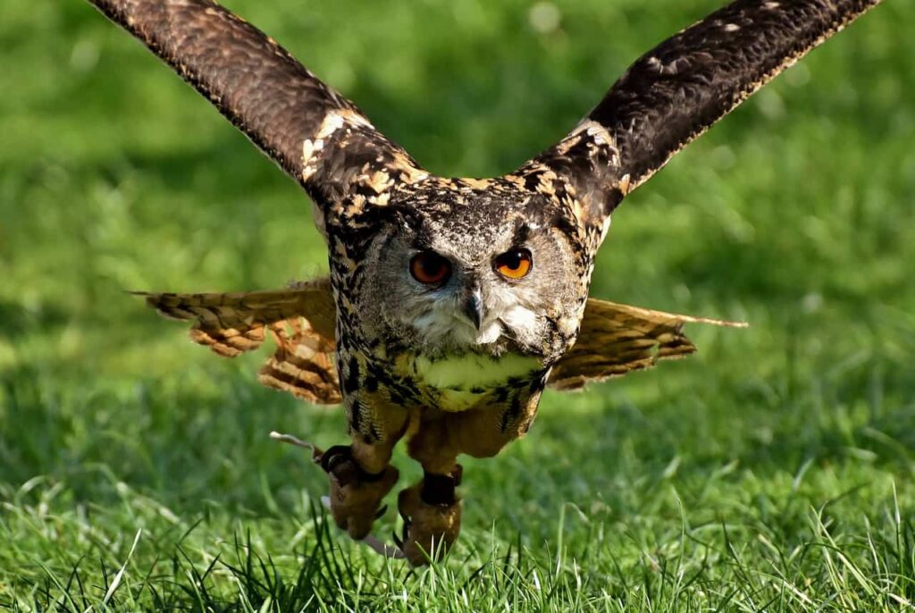 A brown owl flying