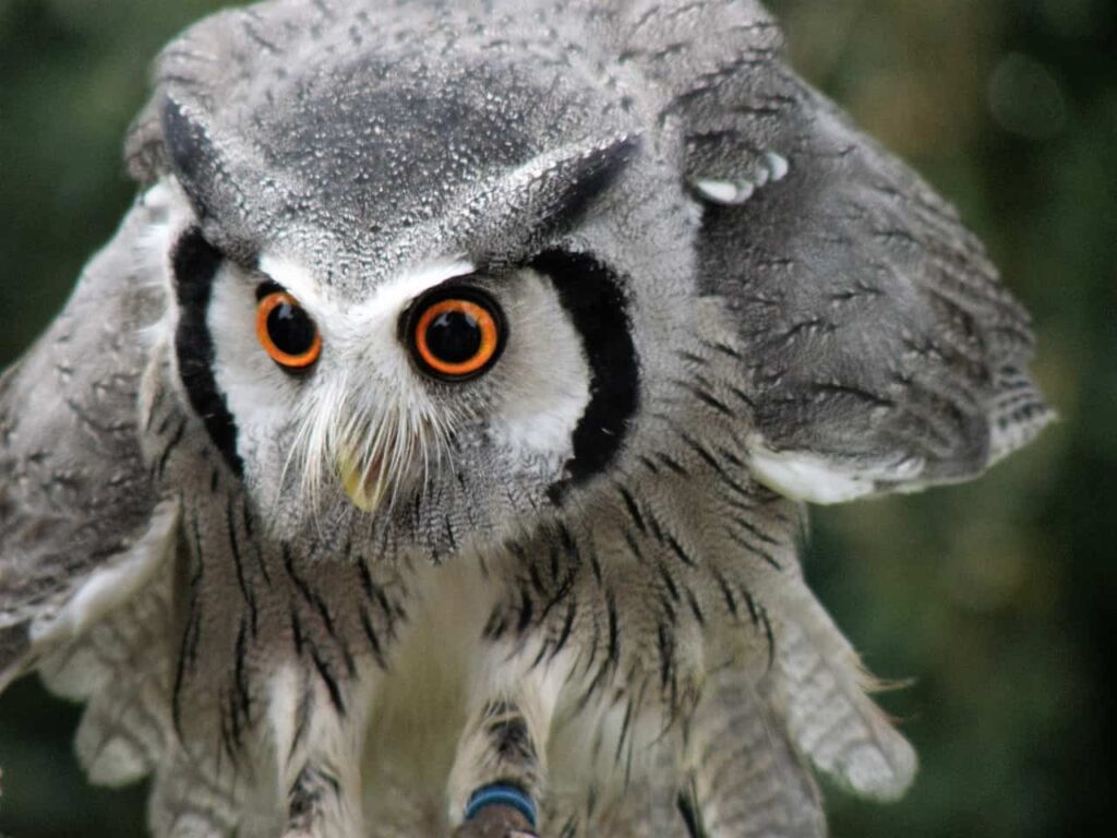 A gray owl with red eyes