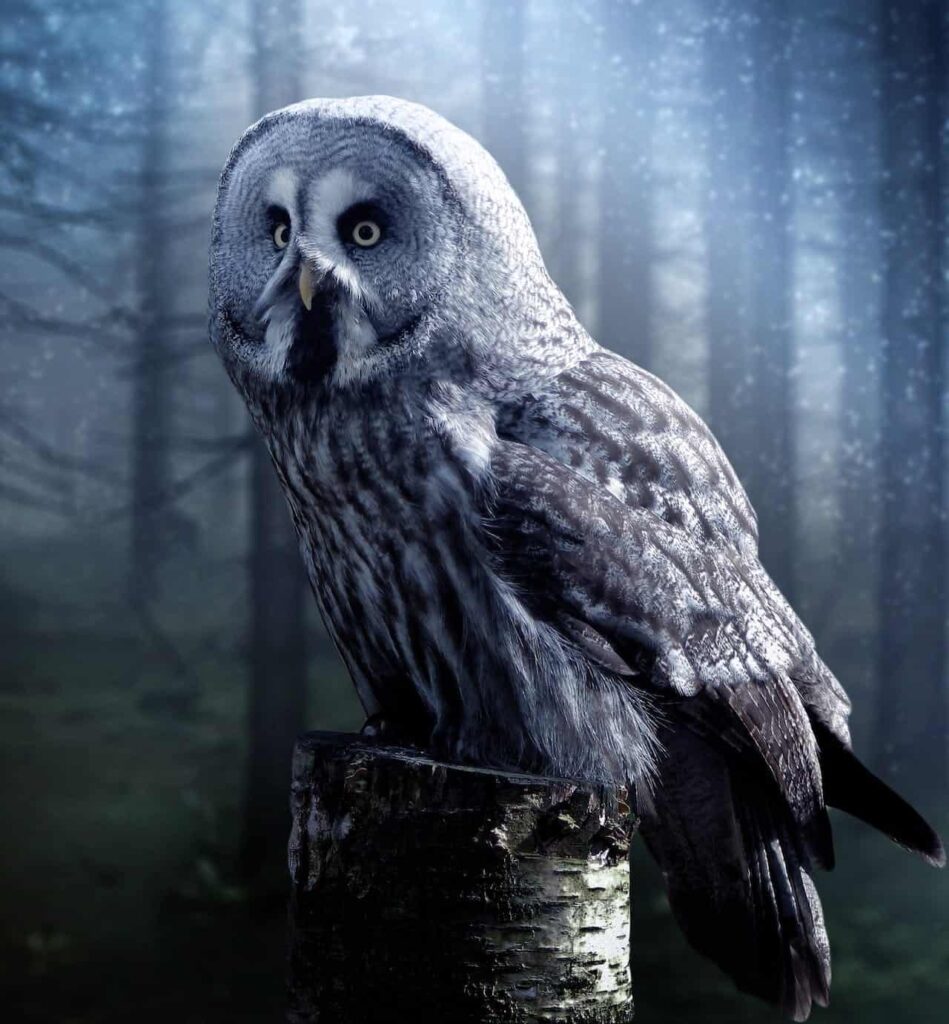 A great grey owl in the forest