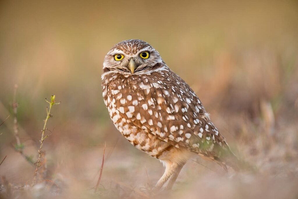 A little owl looking at the camera