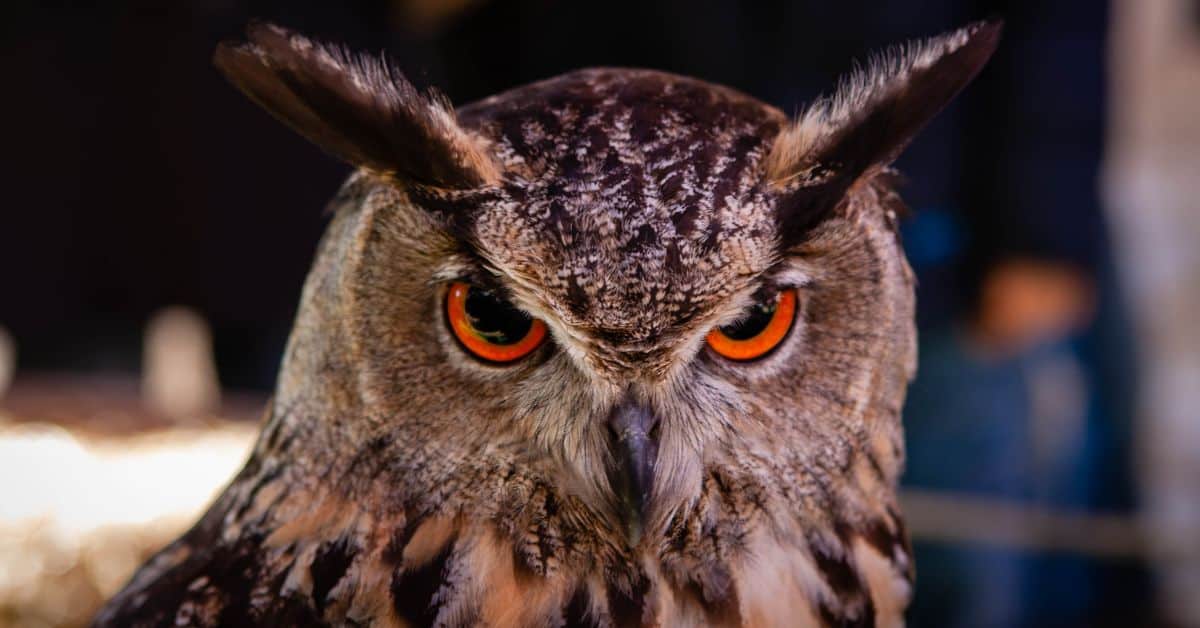 Brown owl symbolism - A horned owl looking at the camera