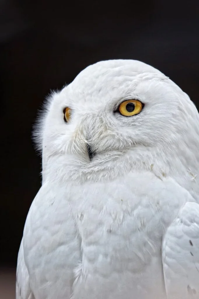 Closeup of a snowy owl