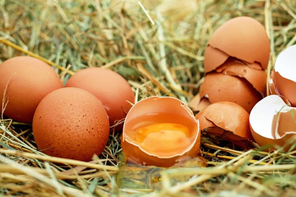 Eggs and egg shells on hay