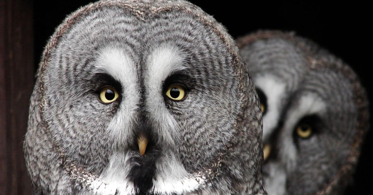Gray owl symbolism -Two Great Grey Owls looking at the camera