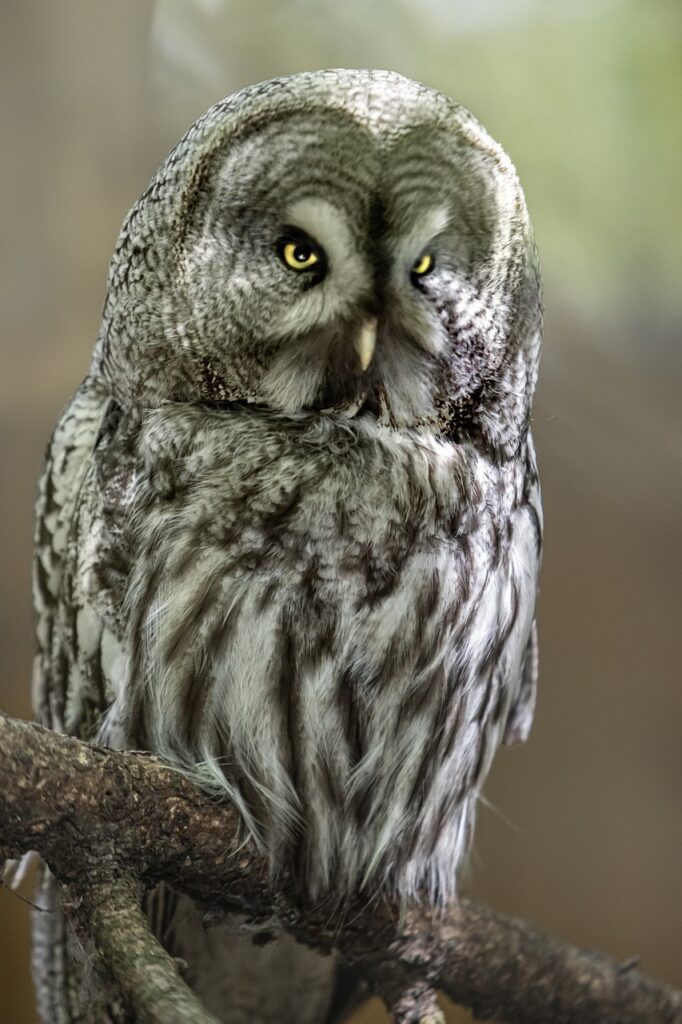 Great Grey Owl looking at the camera