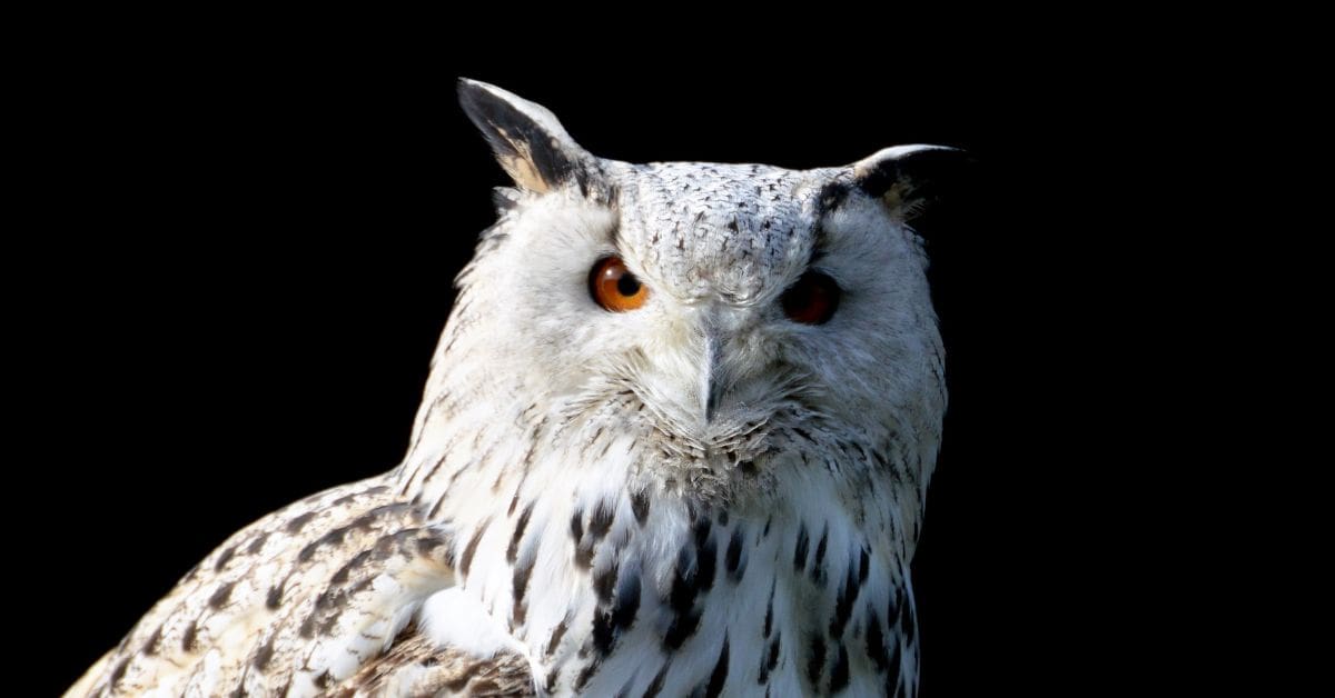 Meaning of owl hooting - A closeup of a snowy owl