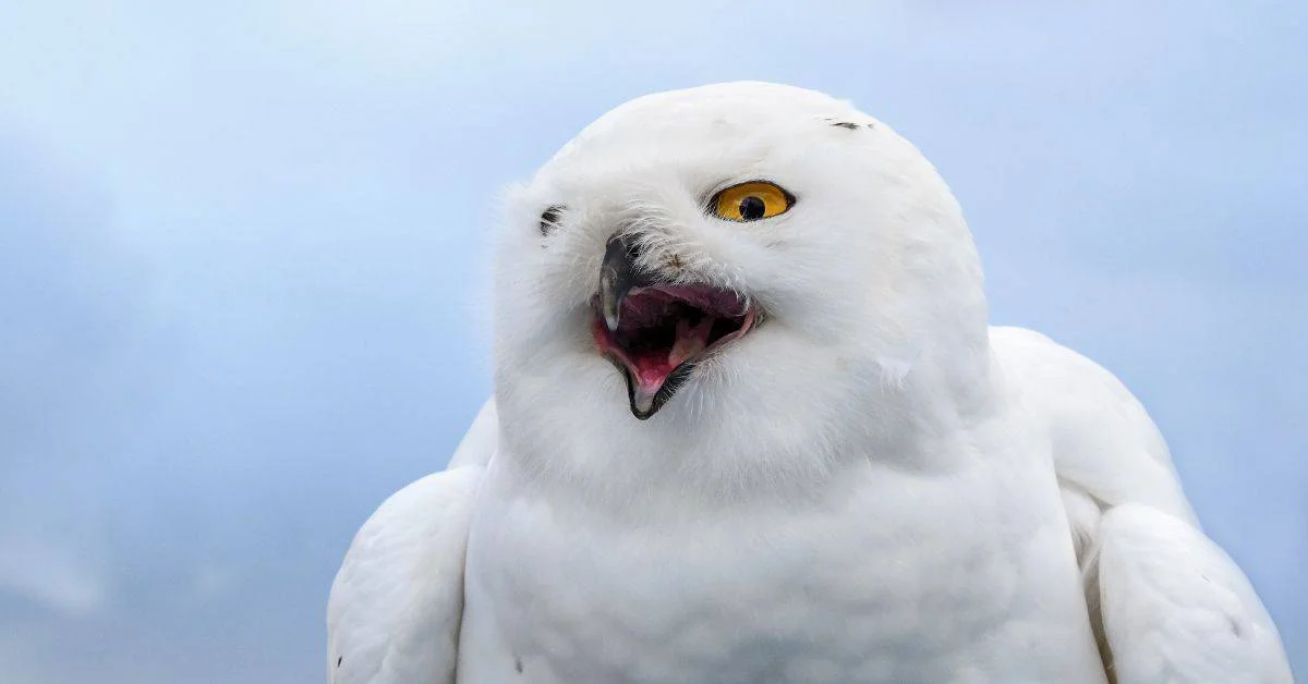 White owl symbolism - A closeup of a snowy owl