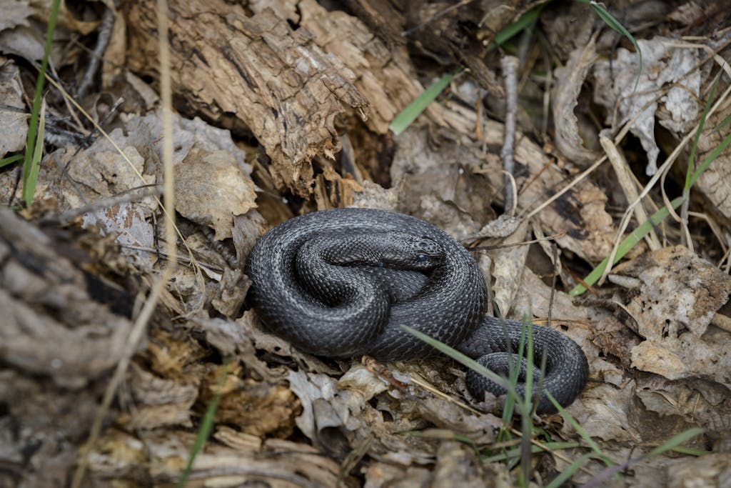 Black Adder in Close Up