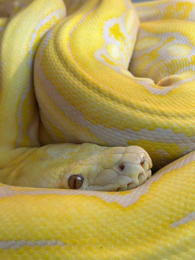 Exotic Albino Burmese Python