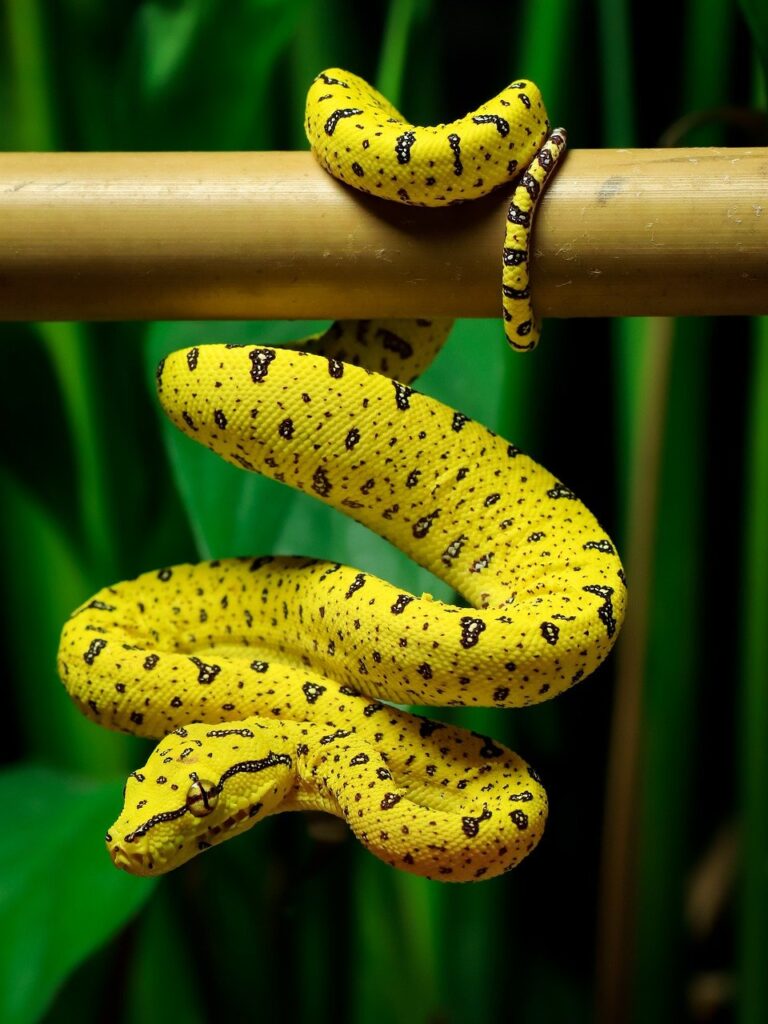 A black and yellow snake in nature