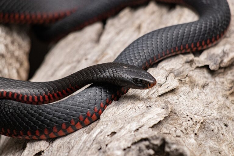 A red and black snake