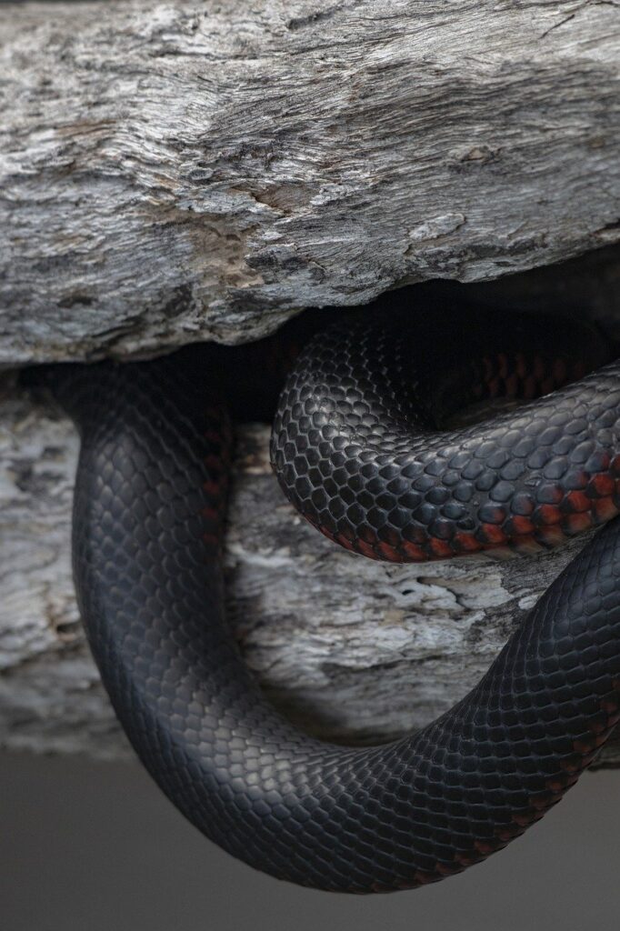 Red and black snake