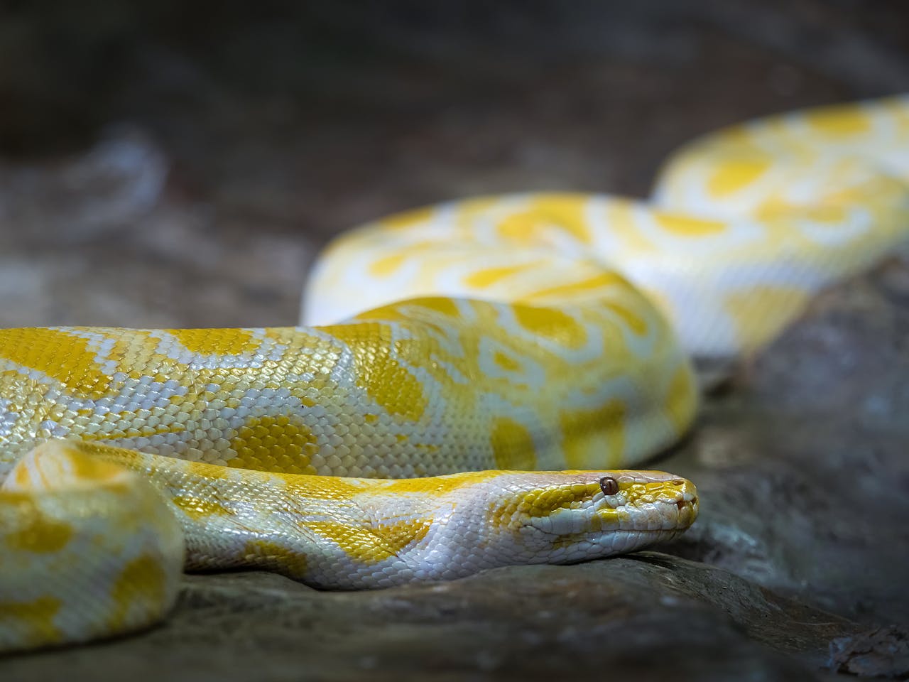 A yellow and white snake