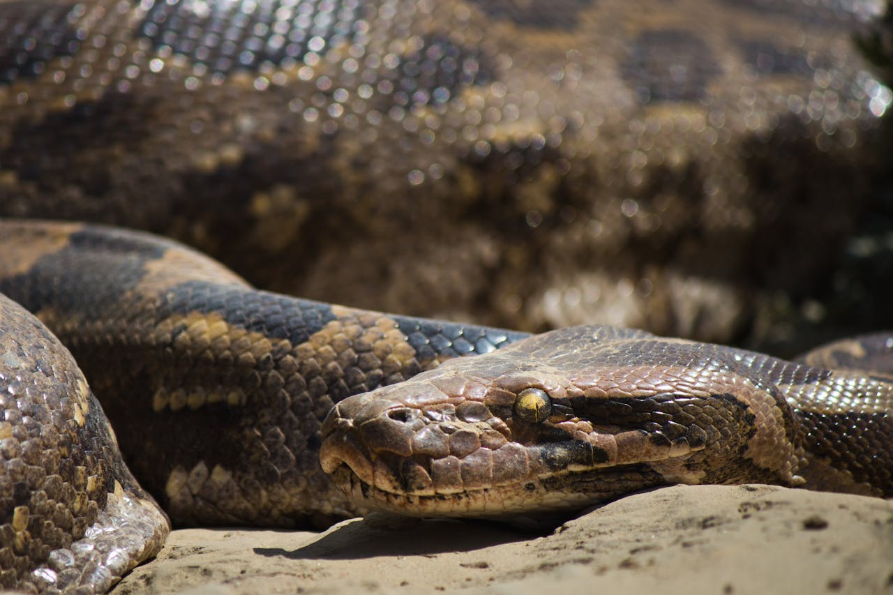 Closeup of a black and brown snake