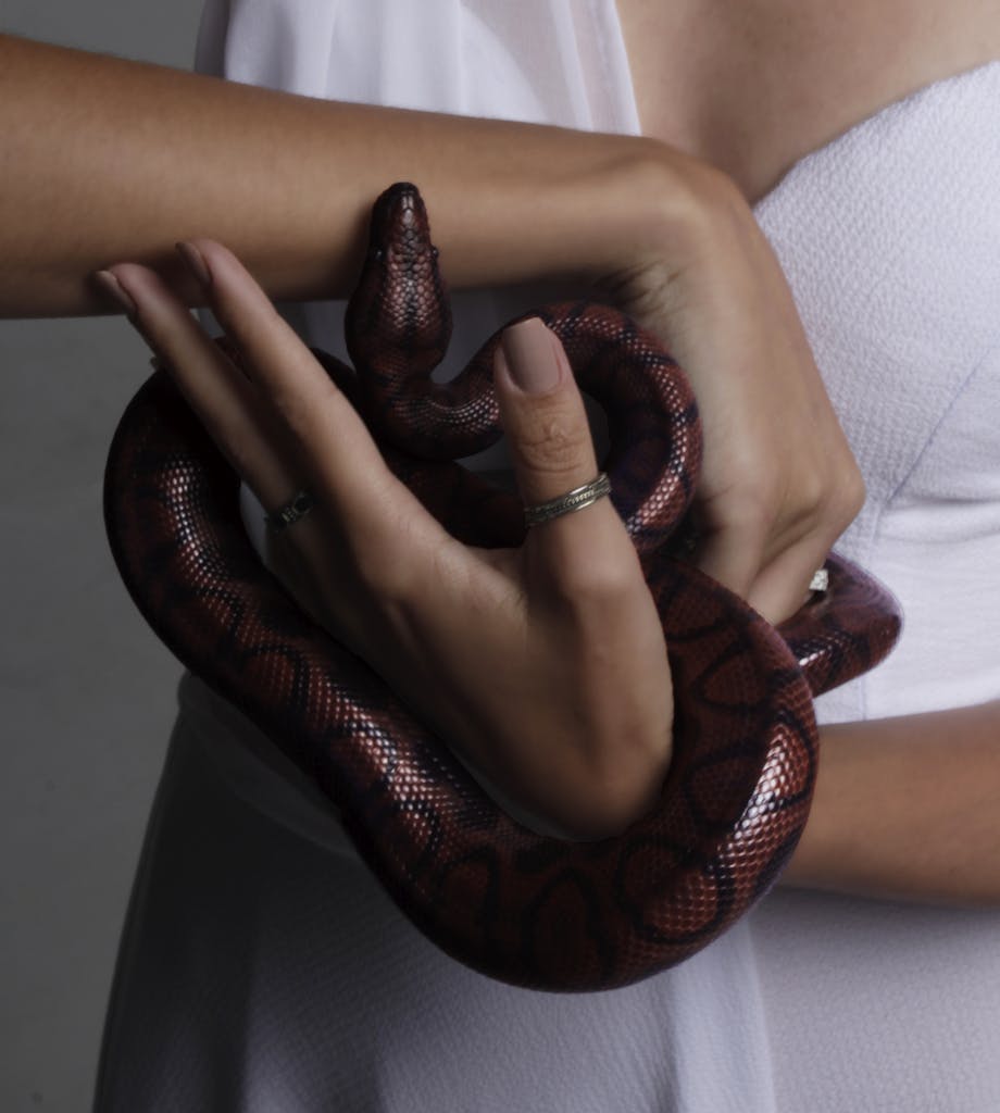 Photo of Person Holding Snake