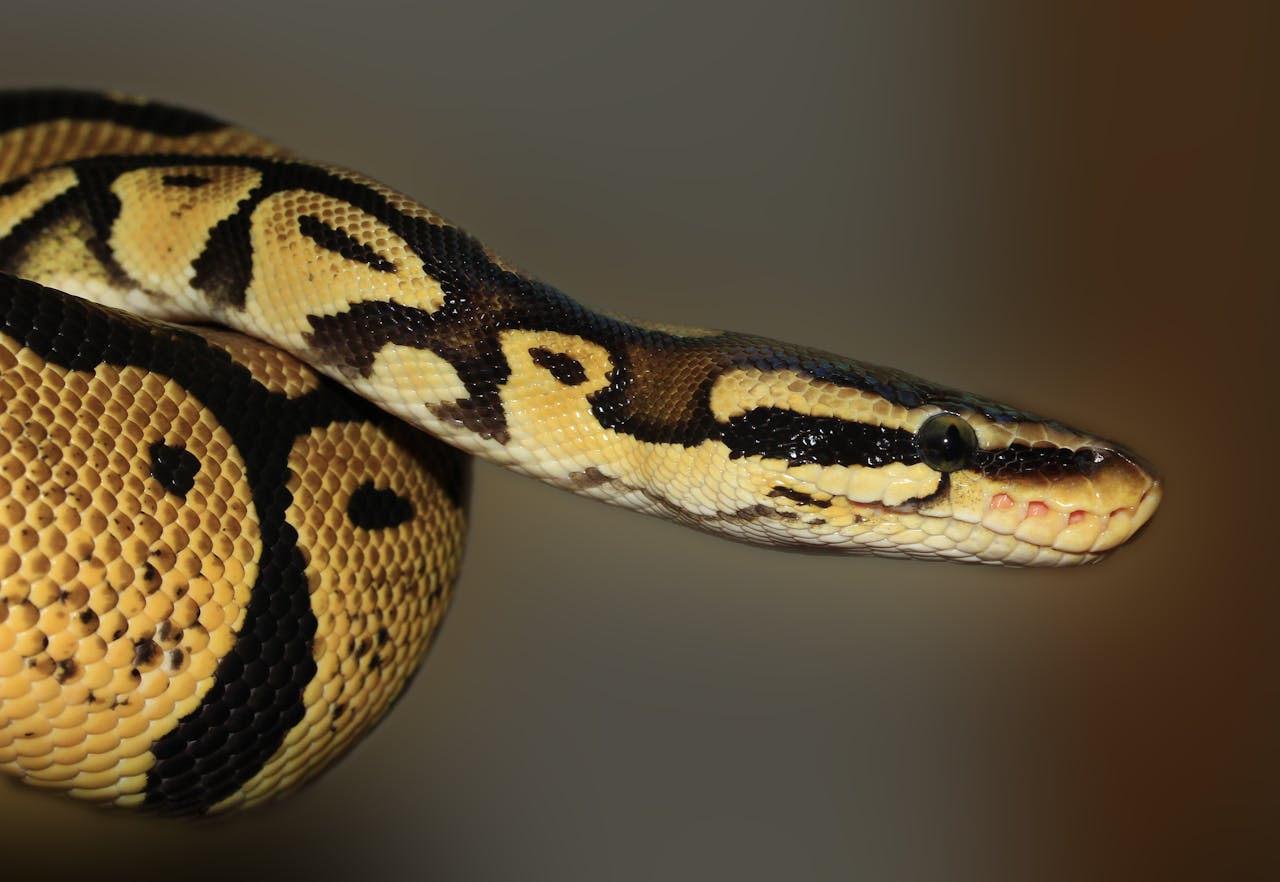 snake-ball-python-python-regius-beauty-53140-53140.jpg