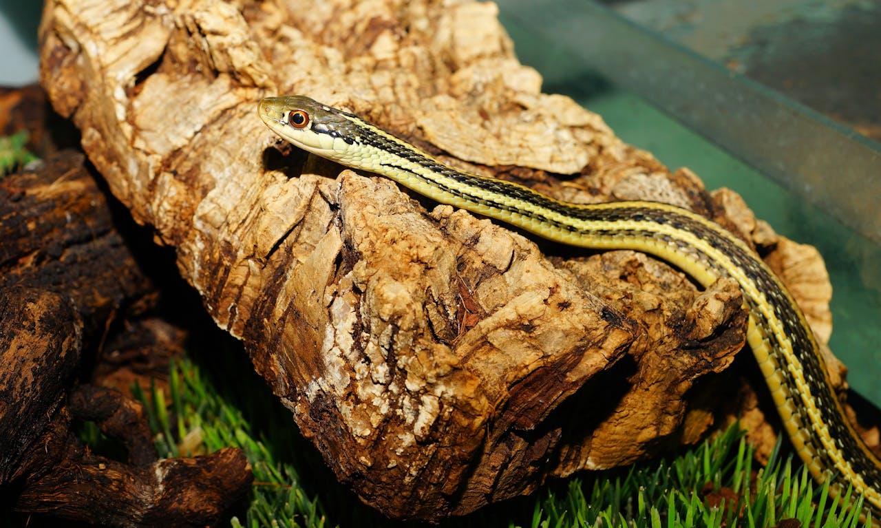 A black and yellow snake