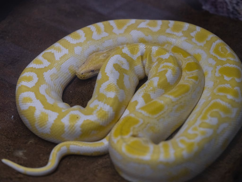 Yellow, Albino Boa Snake