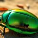 egyptian beetle symbolism unveiled