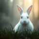 enigmatic spiritual messenger rabbit