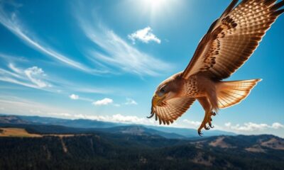 hawk symbolism represents vision