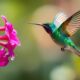 hummingbird symbolizes joy and resilience