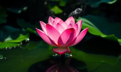 inspiring lotus flower story