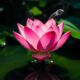 inspiring lotus flower story