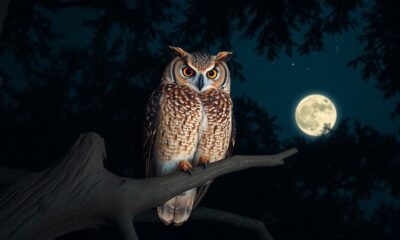 nocturnal wisdom of owls