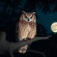 nocturnal wisdom of owls