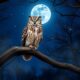 owl hoot spiritual significance