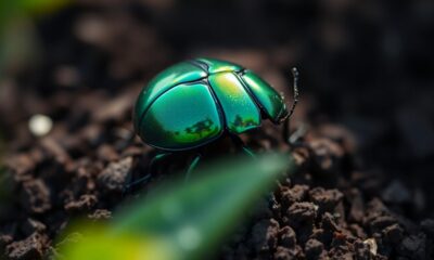 scarab beetle fascination grows