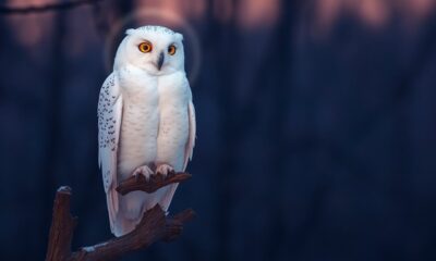 spiritual symbolism of owls