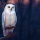 spiritual symbolism of owls