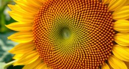 nature s golden proportion