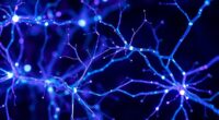 neuroplasticity through novelty