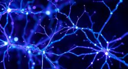neuroplasticity through novelty