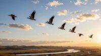 birds represent universal freedom